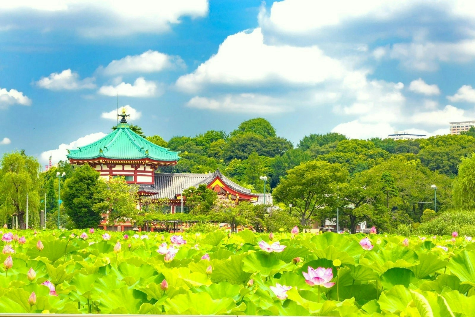 東京夏日六日遊｜東京迪士尼・富士山河口湖・東京親子包車推薦